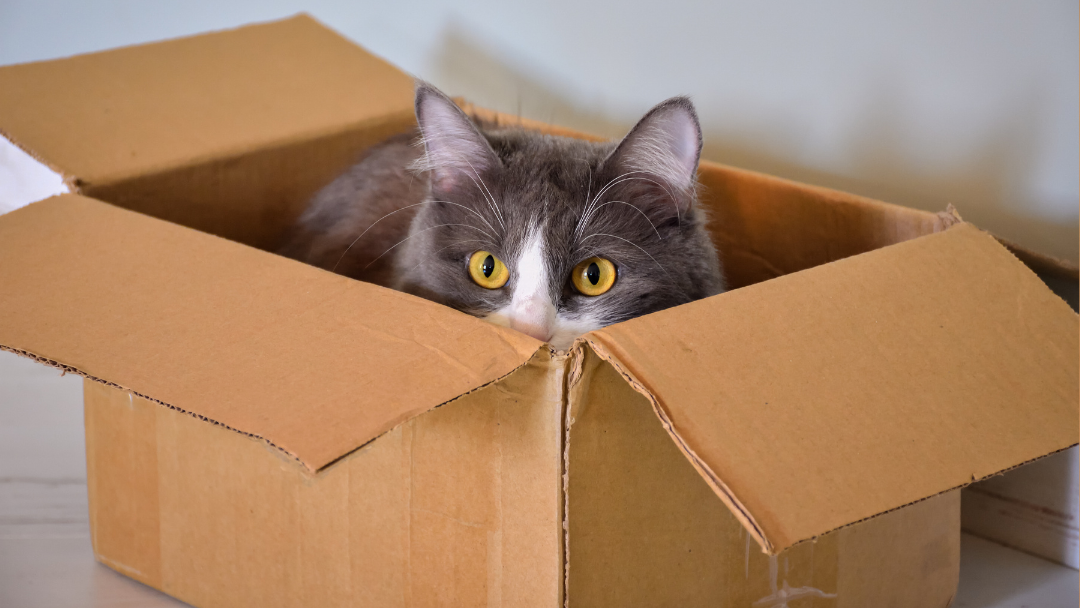 Por qué los gatos aman las cajas TusMascotas cl