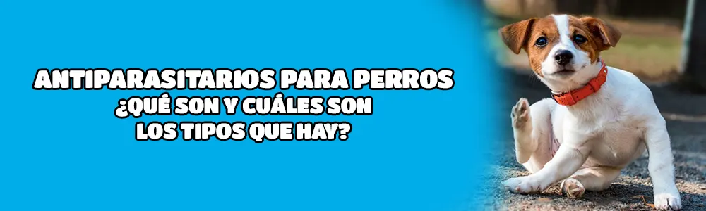 Antiparasitario para perros ¿Qué son los antiparasitarios y cuales hay?