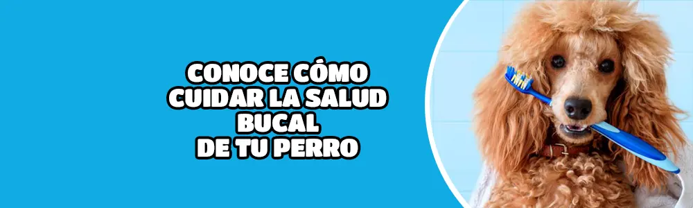 Conoce cómo cuidar la salud bucal de tu perro