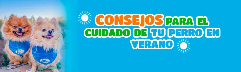 5 Consejos para el cuidado de tu perro en Verano.