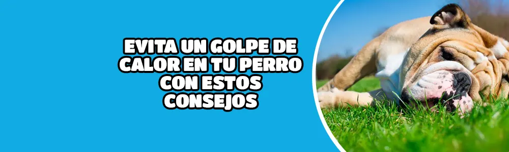 EVITA UN GOLPE DE CALOR EN TU PERRO CON ESTOS CONSEJOS