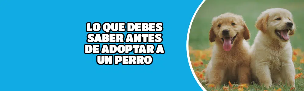 Lo que debes saber antes de adoptar a un perro